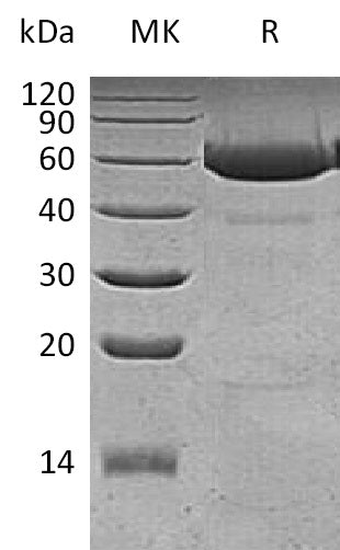 BL-1326NP: Greater than 95% as determined by reducing SDS-PAGE. (QC verified)