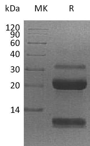 BL-1324NP: Greater than 95% as determined by reducing SDS-PAGE. (QC verified)Recombinant Human KLK6 Protein (C-6His)