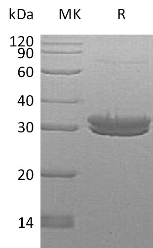 BL-1014NP: Greater than 95% as determined by reducing SDS-PAGE. (QC verified)