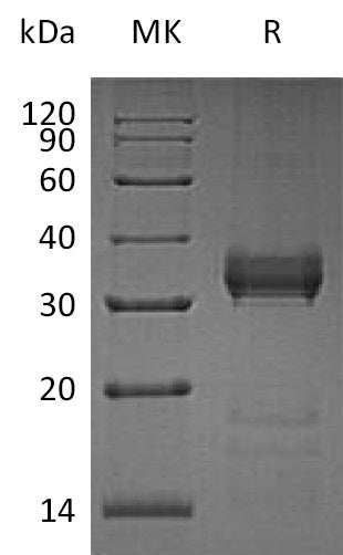 BL-1322NP: Greater than 95% as determined by reducing SDS-PAGE. (QC verified)Recombinant Human KLK13 Protein (C-6His)