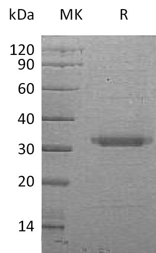 BL-1329NP: Greater than 95% as determined by reducing SDS-PAGE. (QC verified)Recombinant Human BSSP-4 Protein (C-6His)