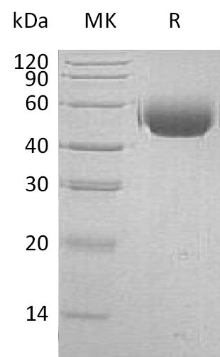 BL-2308NP: Greater than 95% as determined by reducing SDS-PAGE. (QC verified)