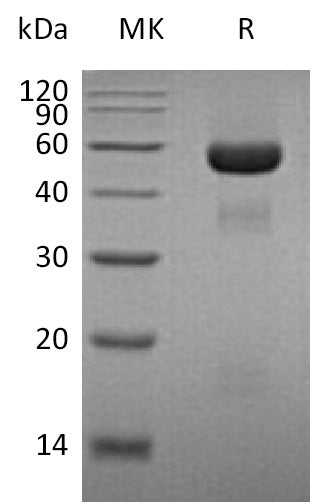 BL-1330NP: Greater than 95% as determined by reducing SDS-PAGE. (QC verified)Recombinant Human uPA Protein (C-6His)