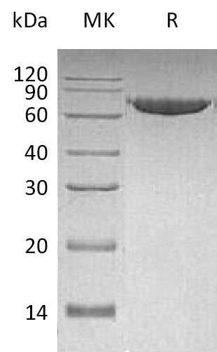 BL-0433NP: Greater than 95% as determined by reducing SDS-PAGE. (QC verified)Recombinant Human MMP-2 Protein (C-6His)