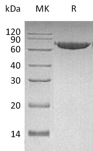BL-0433NP: Greater than 95% as determined by reducing SDS-PAGE. (QC verified)