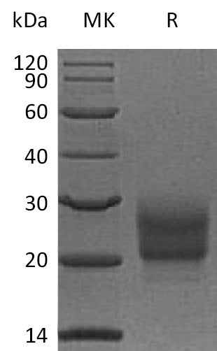 BL-0434NP: Greater than 95% as determined by reducing SDS-PAGE. (QC verified)