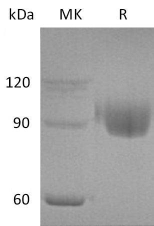 BL-0436NP: Greater than 95% as determined by reducing SDS-PAGE. (QC verified)Recombinant Human PIgR Protein (C-6His)