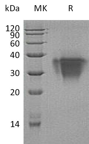 BL-0444NP: Greater than 95% as determined by reducing SDS-PAGE. (QC verified)Recombinant Human TWSG1 Protein (C-6His)