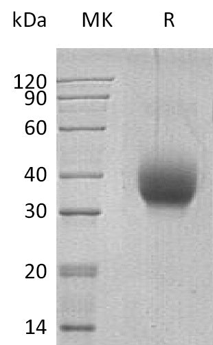 BL-1250NP: Greater than 95% as determined by reducing SDS-PAGE. (QC verified)Recombinant Human SLAMF6 Protein (C-6His)