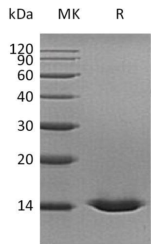 BL-0447NP: Greater than 95% as determined by reducing SDS-PAGE. (QC verified)Recombinant Human CST5 Protein (C-6His)