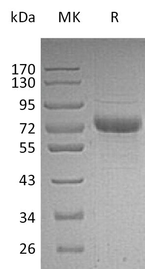 BL-1223NP: Greater than 95% as determined by reducing SDS-PAGE. (QC verified)