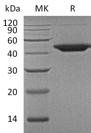 BL-0446NP: Greater than 95% as determined by reducing SDS-PAGE. (QC verified)Recombinant Human WIF-1 Protein (C-6His)