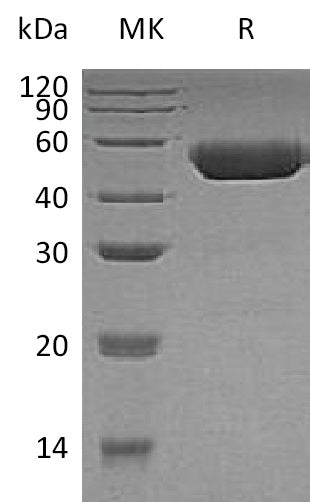 BL-1331NP: Greater than 95% as determined by reducing SDS-PAGE. (QC verified)Recombinant Human CTSD Protein (C-6His)