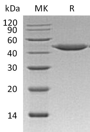 BL-0448NP: Greater than 95% as determined by reducing SDS-PAGE. (QC verified)Recombinant Human CTSE Protein (C-6His)