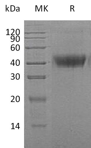 BL-0453NP: Greater than 95% as determined by reducing SDS-PAGE. (QC verified)