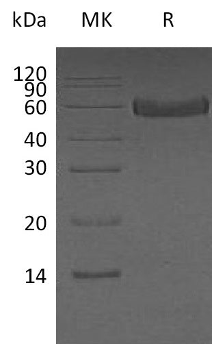 BL-0457NP: Greater than 95% as determined by reducing SDS-PAGE. (QC verified)