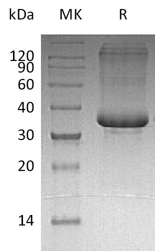 BL-0455NP: Greater than 95% as determined by reducing SDS-PAGE. (QC verified)Recombinant Human SP-10 Protein (C-6His)