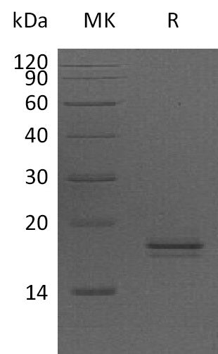 BL-1335NP: Greater than 95% as determined by reducing SDS-PAGE. (QC verified)Recombinant Human AG-2 Protein (C-6His)