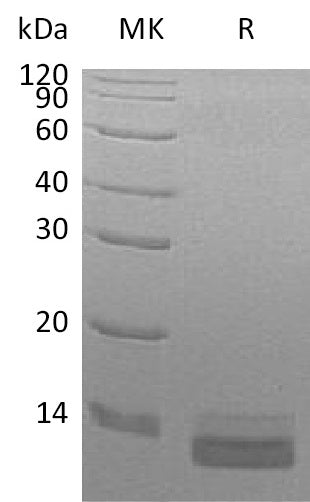 BL-0468NP: Greater than 95% as determined by reducing SDS-PAGE. (QC verified)Recombinant Human CCL14 Protein (C-6His)
