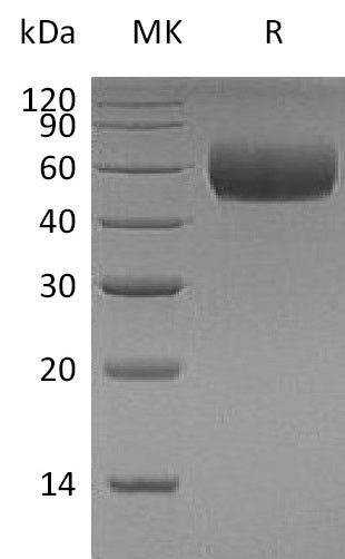 BL-0463NP: Greater than 95% as determined by reducing SDS-PAGE. (QC verified)Recombinant Human ApoH Protein (C-6His)