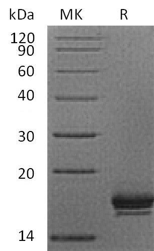BL-0467NP: Greater than 95% as determined by reducing SDS-PAGE. (QC verified)Recombinant Human CXCL9 Protein (C-6His)