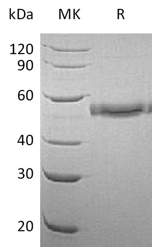 BL-0469NP: Greater than 95% as determined by reducing SDS-PAGE. (QC verified)Recombinant Human CD177 Protein (C-6His)