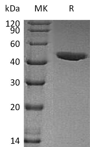 BL-0475NP: Greater than 95% as determined by reducing SDS-PAGE. (QC verified)Recombinant Human CHI3L1 Protein (C-6His)