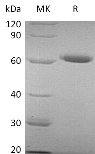 BL-2179NP: Greater than 95% as determined by reducing SDS-PAGE. (QC verified)Recombinant Human CD73 Protein (AAH65937.1, C-6His)
