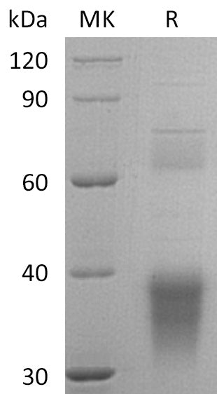 BL-0477NP: Greater than 90% as determined by reducing SDS-PAGE. (QC verified)