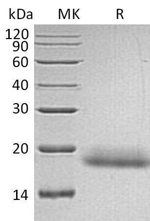 BL-2170NP: Greater than 95% as determined by reducing SDS-PAGE. (QC verified)Recombinant Human CD99 Protein (C-6His)
