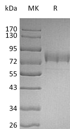 BL-0472NP: Greater than 95% as determined by reducing SDS-PAGE. (QC verified)Recombinant Human Siglec-3 Protein (C-Fc-6His)