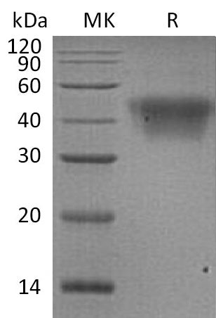 BL-1113NP: Greater than 95% as determined by reducing SDS-PAGE. (QC verified)Recombinant Human CD16a Protein (V176, C-6His)