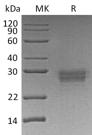 BL-0471NP: Greater than 95% as determined by reducing SDS-PAGE. (QC verified)Recombinant Human CD32b Protein (C-6His)