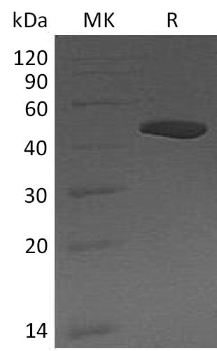 BL-1340NP: Greater than 95% as determined by reducing SDS-PAGE. (QC verified)Recombinant Human CPB1 Protein (C-6His)