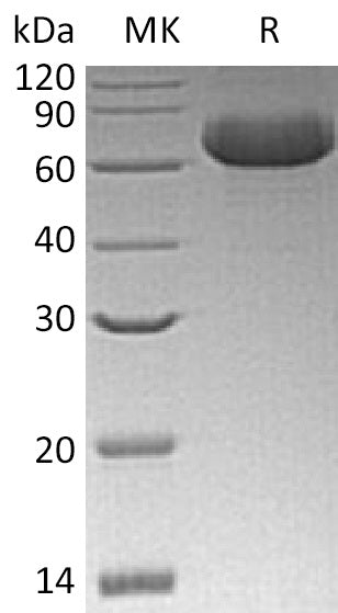 BL-0490NP: Greater than 95% as determined by reducing SDS-PAGE. (QC verified)Recombinant Human GFRA2 Protein (C-6His)