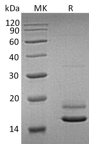 BL-0486NP: Greater than 95% as determined by reducing SDS-PAGE. (QC verified)Recombinant Human ERMAP Protein (C-6His)