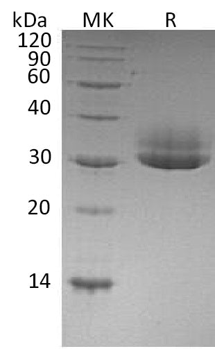 BL-1341NP: Greater than 95% as determined by reducing SDS-PAGE. (QC verified)Recombinant Human CTRL Protein (C-6His)