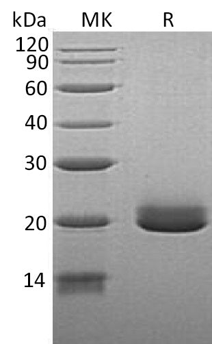BL-0485NP: Greater than 90% as determined by reducing SDS-PAGE. (QC verified)Recombinant Human EFNA4 Protein (C-6His)