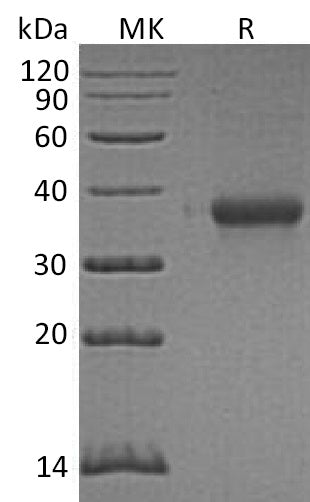 BL-0484NP: Greater than 95% as determined by reducing SDS-PAGE. (QC verified)Recombinant Human EFNA3 Protein (C-6His)