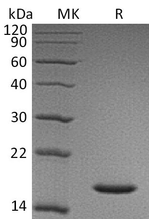 BL-0482NP: Greater than 95% as determined by reducing SDS-PAGE. (QC verified)Recombinant Human CST1 Protein (C-6His)