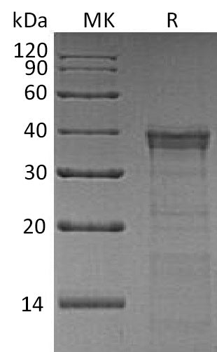 BL-1342NP: Greater than 95% as determined by reducing SDS-PAGE. (QC verified)Recombinant Human CTSL2 Protein (C-6His)
