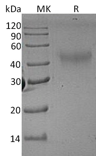BL-1819NP: Greater than 95% as determined by reducing SDS-PAGE. (QC verified)Recombinant Rat M-CSF Protein