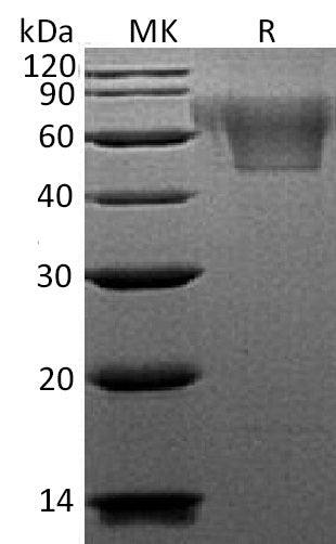 BL-2532NP: Greater than 95% as determined by reducing SDS-PAGE. (QC verified)