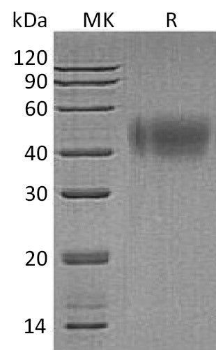 BL-0493NP: Greater than 95% as determined by reducing SDS-PAGE. (QC verified)Recombinant Human IFNAR2 Protein (C-6His)
