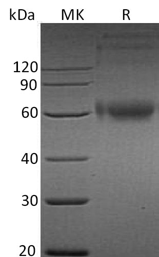 BL-2892NP: Greater than 95% as determined by reducing SDS-PAGE. (QC verified)