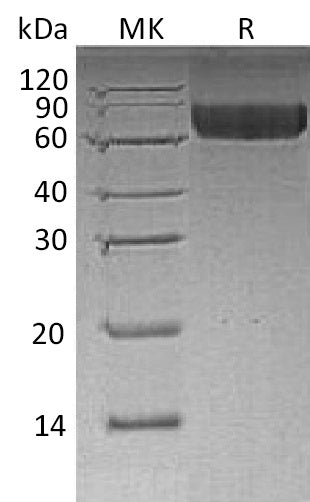 BL-0498NP: Greater than 95% as determined by reducing SDS-PAGE. (QC verified)Recombinant Human LILRB2 Protein (C-6His)