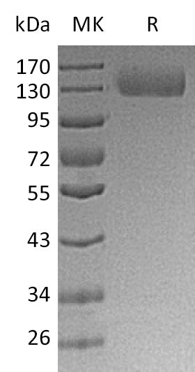 BL-0324NP: Greater than 90% as determined by reducing SDS-PAGE. (QC verified)Recombinant Human ITGA5 Protein (C-6His)