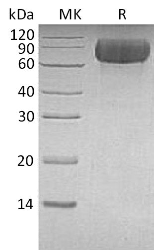 BL-0497NP: Greater than 95% as determined by reducing SDS-PAGE. (QC verified)Recombinant Human LILRB1 Protein (C-6His)