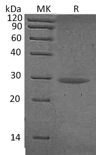 BL-1345NP: Greater than 95% as determined by reducing SDS-PAGE. (QC verified)Recombinant Human CTRB1 Protein (C-6His)