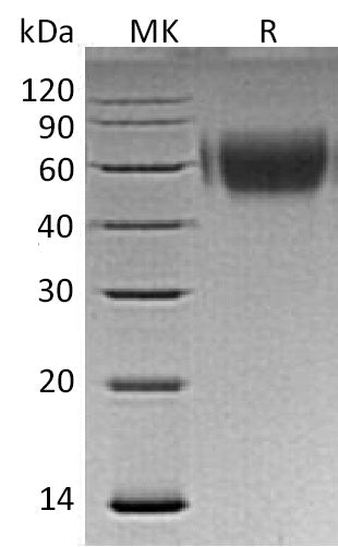 BL-1227NP: Greater than 95% as determined by reducing SDS-PAGE. (QC verified)